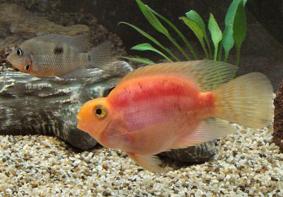 Reggies world of tropical fish .com