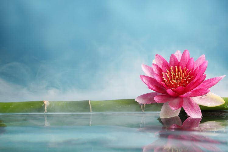 Optimal Wellness, LLC