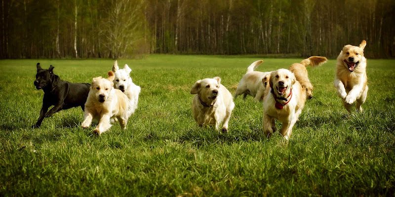 Cornerstone Veterinary Hospital