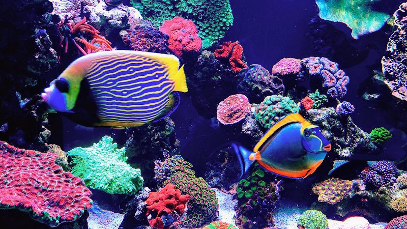 Epic Aquaria