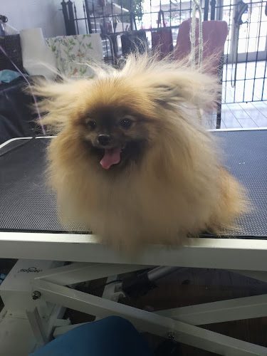 Ruff 2 Fluff