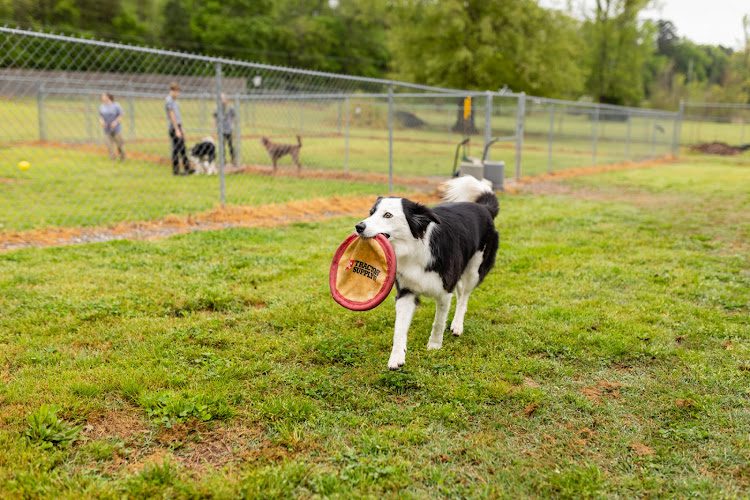 Canine Country