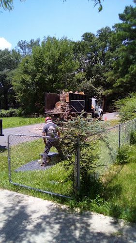 Figlio Tree Service LLC