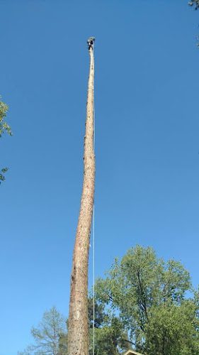 Specialty Tree Care