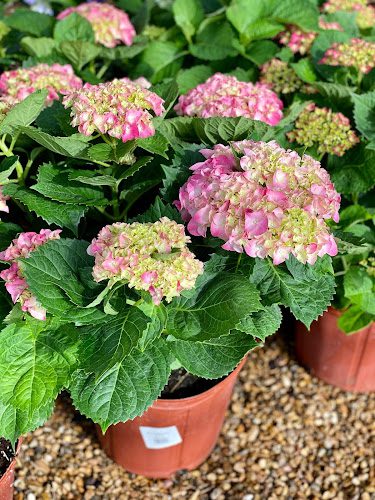 Ellis Home & Garden – Seasonal