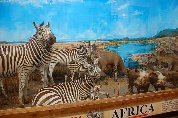Touchstone Wildlife and Art