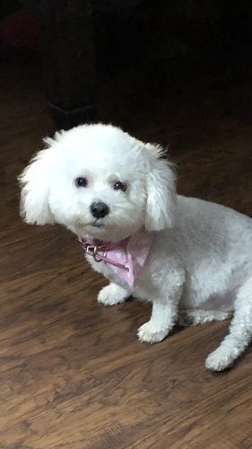 Poofy Pooch