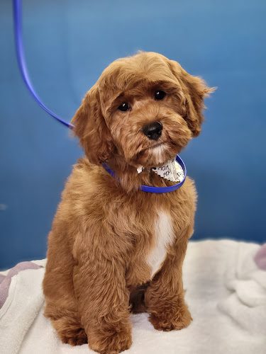 Wags and Whiskers Grooming LLC