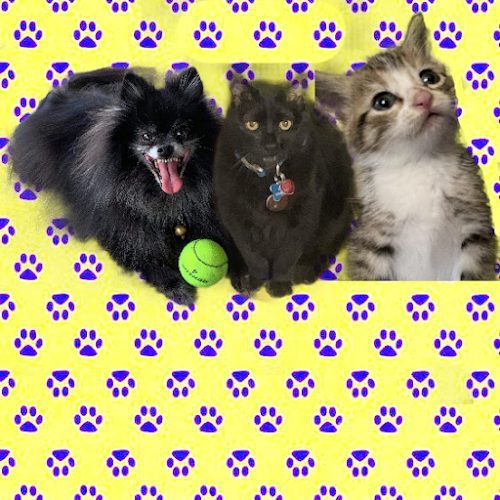 Golden Paw Pet Care