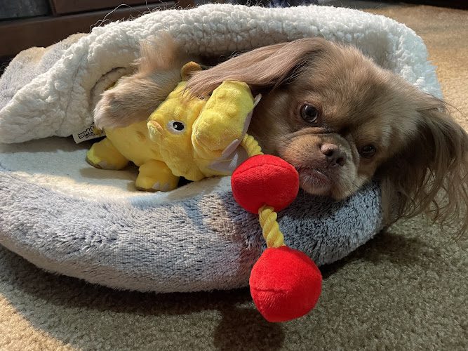 North Shreveport Animal Hospital