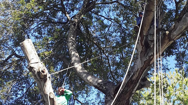 Funderburk tree service and remodeling