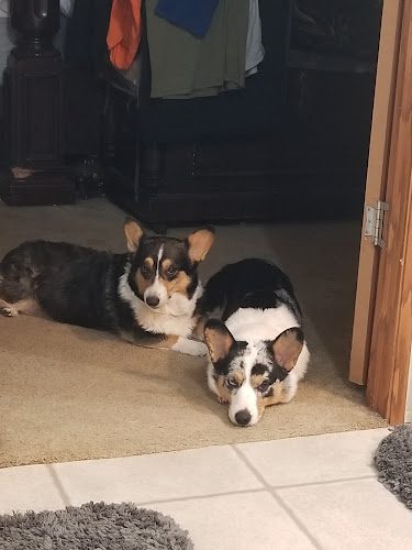 Manes Tails Fur and Fins